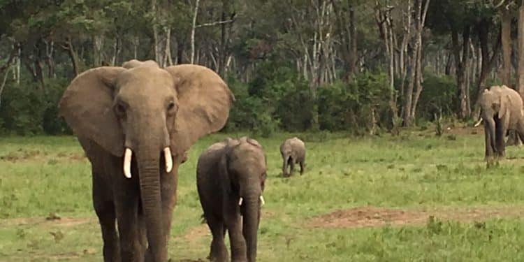 Webinar for wildlife whistleblowers: Collecting evidence of environmental crime