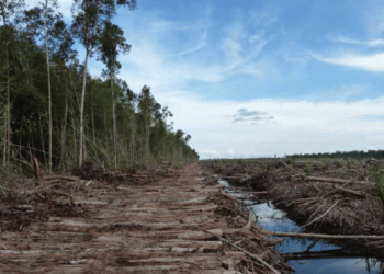 Monetary Rewards for Wildlife Whistleblowers A Breakthrough for Environmental Protection