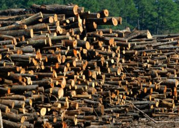 Wildlife Whistleblowers