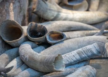 Wildlife Whistleblowers