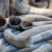 Wildlife Whistleblowers