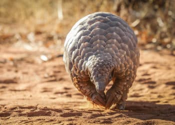 Wildlife trafficking whistleblower