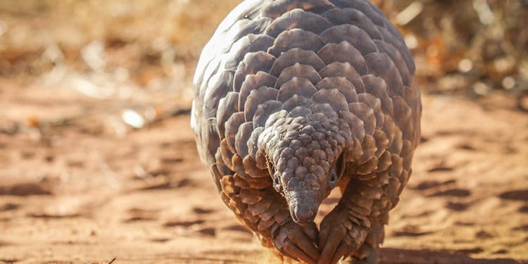 Wildlife trafficking whistleblower