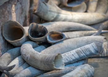 Wildlife Whistleblower