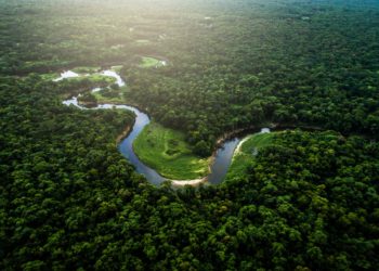 SDG #16 Through the Lens of Wildlife Crimes 