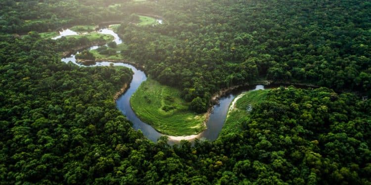 SDG #16 Through the Lens of Wildlife Crimes