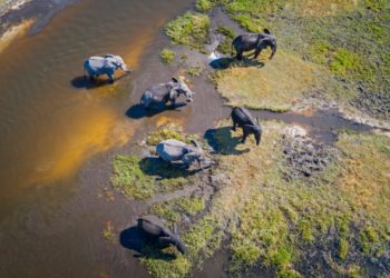 Congressional Action Needed to Protect Wildlife Crime Whistleblowers