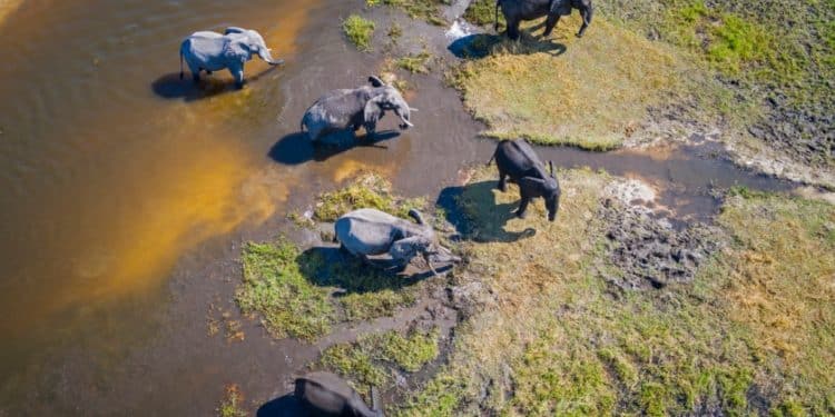 Congressional Action Needed to Protect Wildlife Crime Whistleblowers