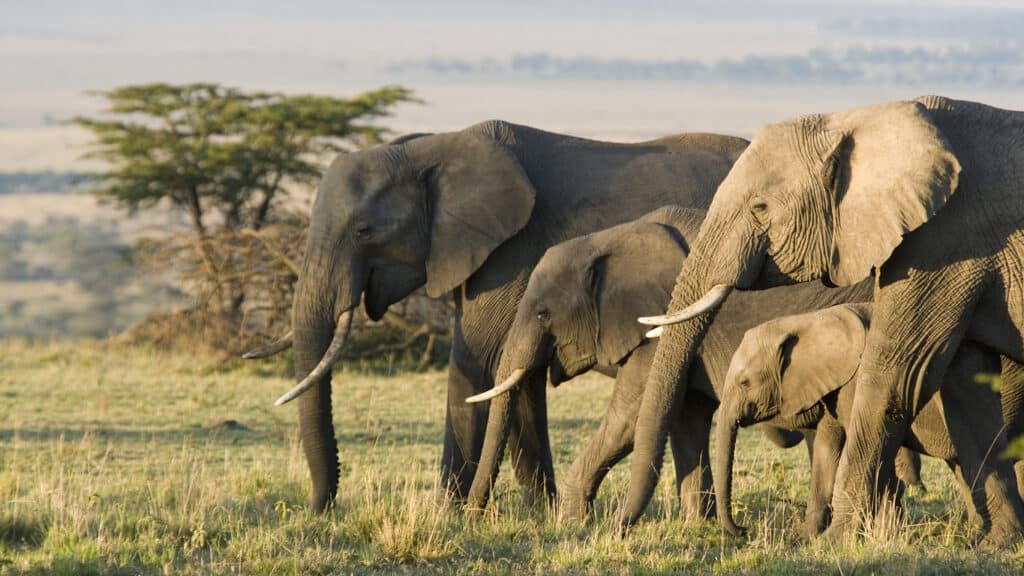 Elephants as a Symbol of Whistleblower Rewards for Information on Wildlife Trafficking