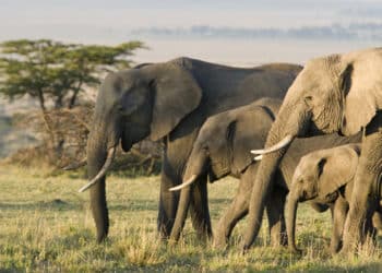 Elephants as a Symbol of Whistleblower Rewards for Information on Wildlife Trafficking