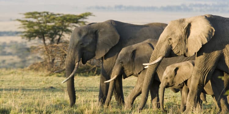 Elephants as a Symbol of Whistleblower Rewards for Information on Wildlife Trafficking