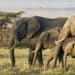 Elephants as a Symbol of Whistleblower Rewards for Information on Wildlife Trafficking