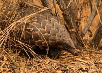 Whistleblower Protections Increase Wellbeing for All Beings