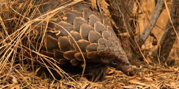 Whistleblower Protections Increase Wellbeing for All Beings