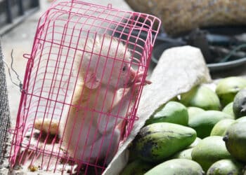 Illegal Wildlife Trade