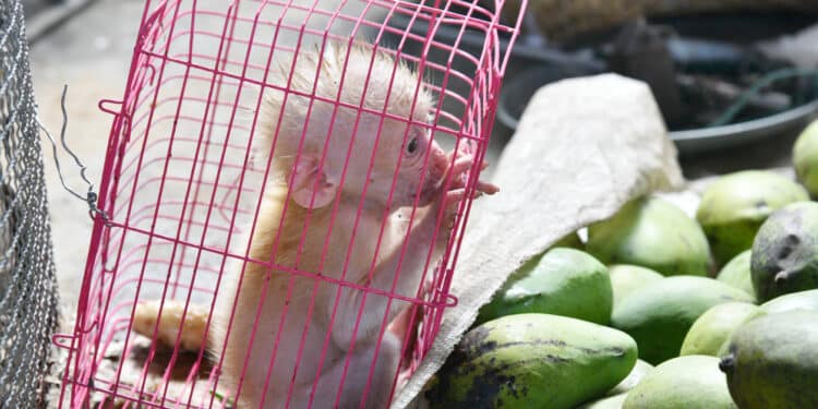 Illegal Wildlife Trade