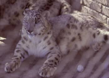 Wildlife Whistleblowers