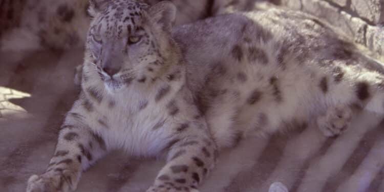 Wildlife Whistleblowers