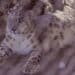 Wildlife Whistleblowers