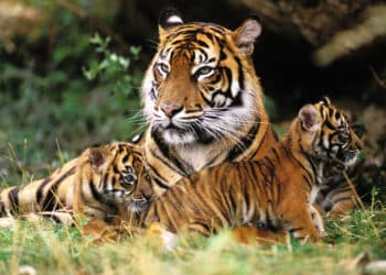 Wildlife Whistleblowing