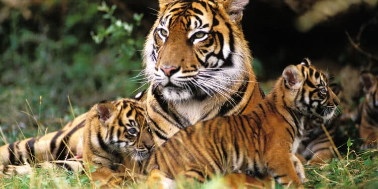 Wildlife Whistleblowing