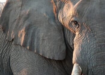 Close-up of an elephant