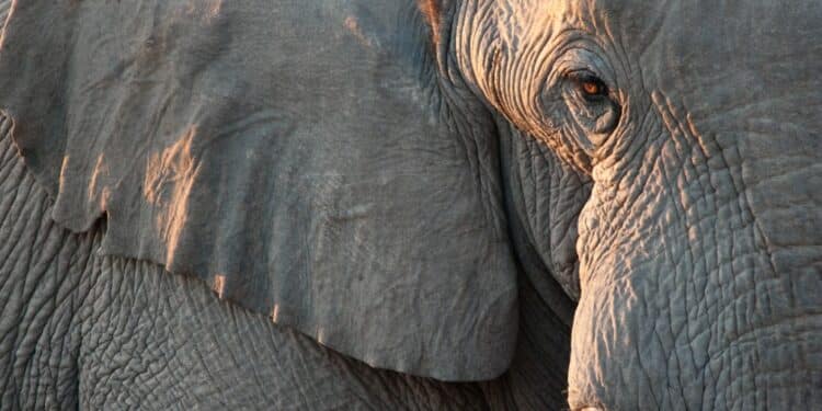 Close-up of an elephant