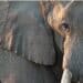 Close-up of an elephant