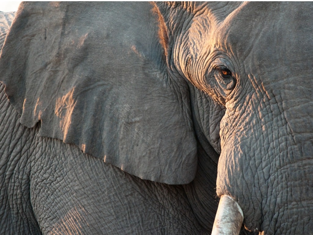 Close-up of an elephant