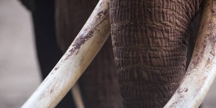 Wildlife Whistleblower Bill