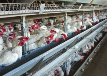 Agriculture Whistleblowers