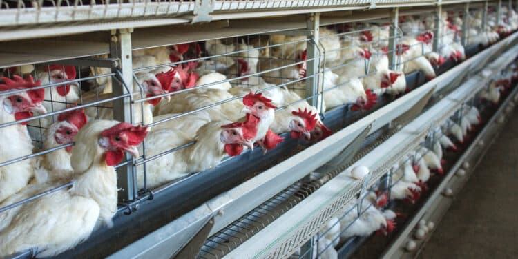 Agriculture Whistleblowers