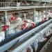 Agriculture Whistleblowers