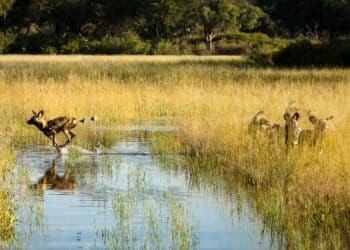 USAID Highlights Wildlife Whistleblowing in Fight Against Corruption