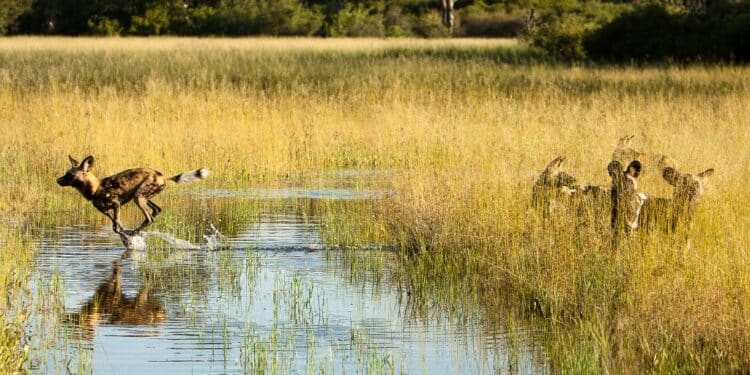 USAID Highlights Wildlife Whistleblowing in Fight Against Corruption