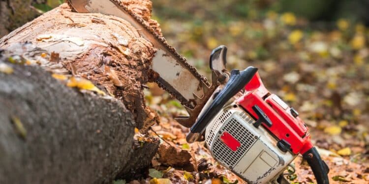 Chainsaw in the middle of a felled tree