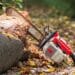 Chainsaw in the middle of a felled tree