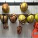 Hard hats mounted on a wall