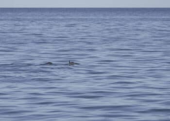 vaquita whistleblower