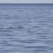 vaquita whistleblower