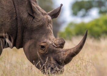 Southern white rhinoceros in Kruger National Park, South Africa