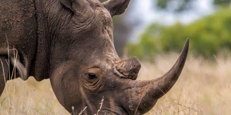 Southern white rhinoceros in Kruger National Park, South Africa