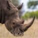 Southern white rhinoceros in Kruger National Park, South Africa