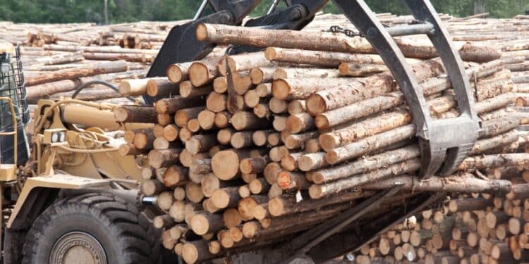 Logging machine taking a bunch of cut trees