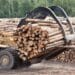 Logging machine taking a bunch of cut trees