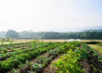 Rows of crops against a blue sky