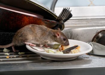 Photo of a mouse eating off of a dirty plate in a kitchen