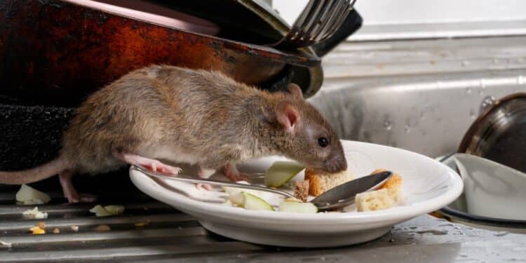 Whistleblower Raised Concerns of Rodents, Spiders in Kitchen of ...