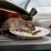 Photo of a mouse eating off of a dirty plate in a kitchen