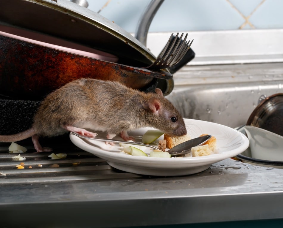 Photo of a mouse eating off of a dirty plate in a kitchen